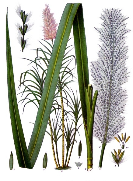 Sugarcane